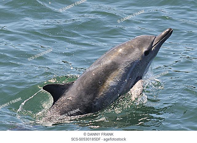 short beaked common dolphin delphinus delphis breaching, breach, Monterey bay national marine sanctuary, California, usa, east pacific ocean