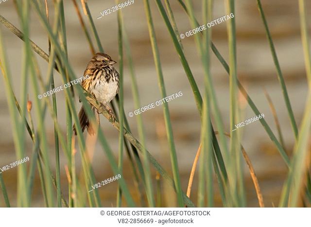 Sparrow in bulrush, Cosumnes River Preserve, California