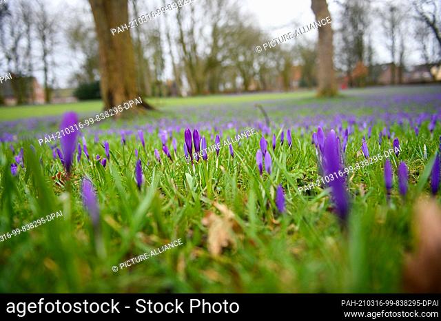14 March 2021, Schleswig-Holstein, Husum: Purple crocuses (crocus napolitanus) are seen on a meadow in Husum's castle park