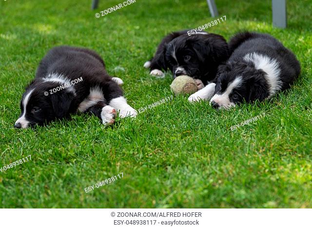 drei schläfrige Welpen geniessen es im Gras zu liegen
