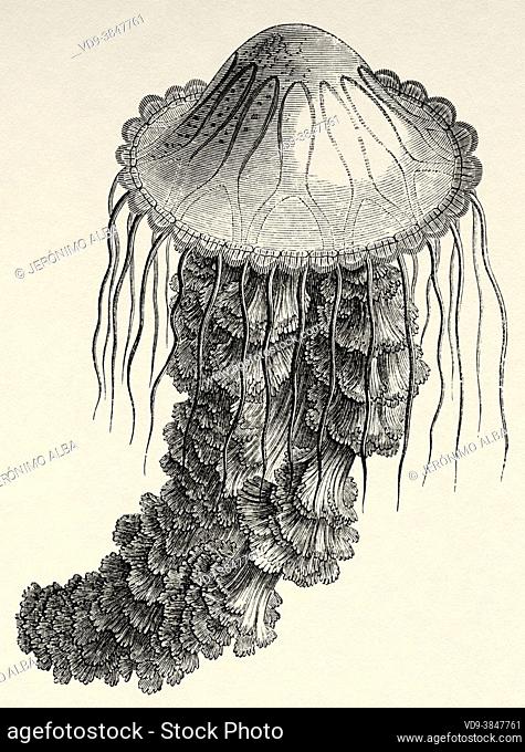 Lion's Mane Jellyfish (Cyanea capillata) Old 19th century engraved illustration from El Mundo Ilustrado 1880