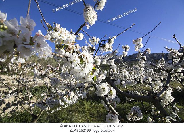 Cherry blossom in Gallinera valley Located in the northeast of the province of Alicante, in the comarca of Marina Alta Spain