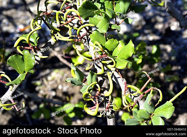 Carob (Ceratonia siliqua) is an evergreen tree native to Mediterranean basin. Its fruits are edible. Young fruits detail