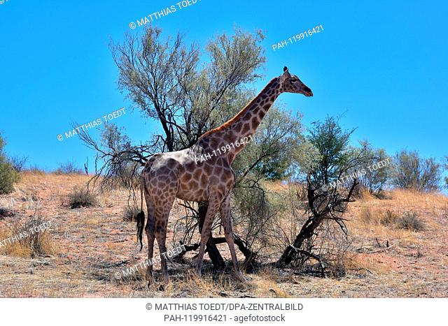 Aesende Giraffe in the South African part of the Kgalagadi Transfrontier National Park in the shade of a tree, taken on 26.02.2019
