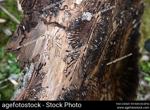 25 May 2023, Bavaria, Schrobenhausen: Traces of bark beetles are seen under the bark of a felled tree in a mixed forest - taken during a field trip along the...
