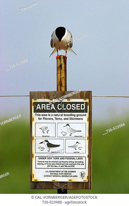A Common Tern (Sterna hirundo) looks down from the top of a sign where it is perched. The sign designates the area as a Black Skimmer and Common Tern breeding...