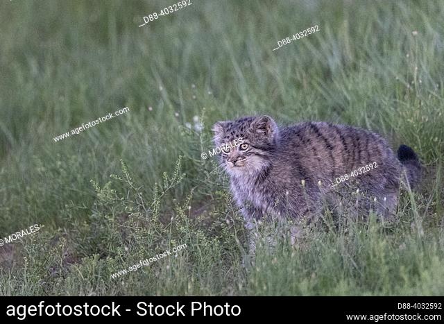 Asia, Mongolia, East Mongolia, Steppe area, Pallas's cat (Otocolobus manul), Den, Babies playing