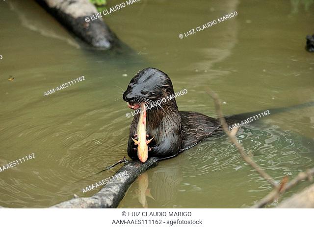 Southern River Otter (Lontra longicaudis) eating a fish, in the Pantanal of Mato Grosso, Mato Grosso State, Western Brazil