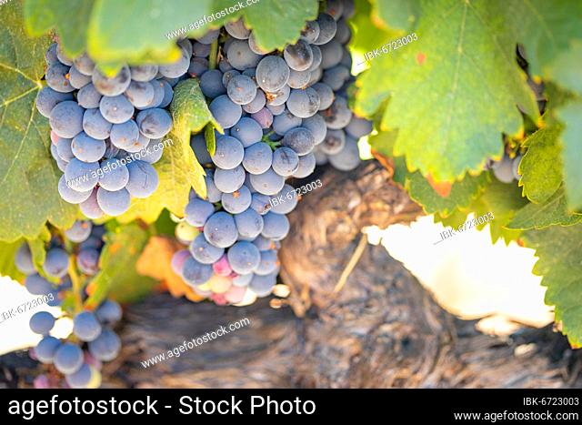 Grapes, grape vine, grape vineyard, wine grapes, wine vineyard, vineyard, temecula, california, United States, North America