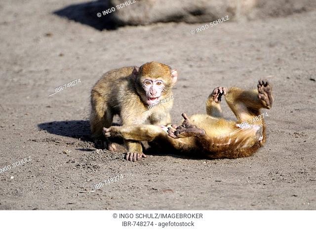 Young Barbary Macaques (Macaca sylvanus) playing, Morocco, North Africa