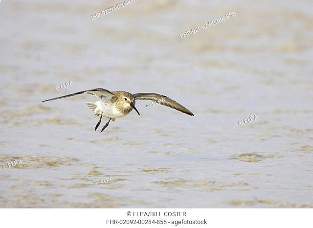 Dunlin Calidris alpina adult, winter plumage, in flight, landing on shore, Fort de Soto, Florida, U S A