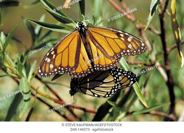 Monarch Butterflies (Danaus plexippus). El Rosario Butterfly Reserve. Mexico