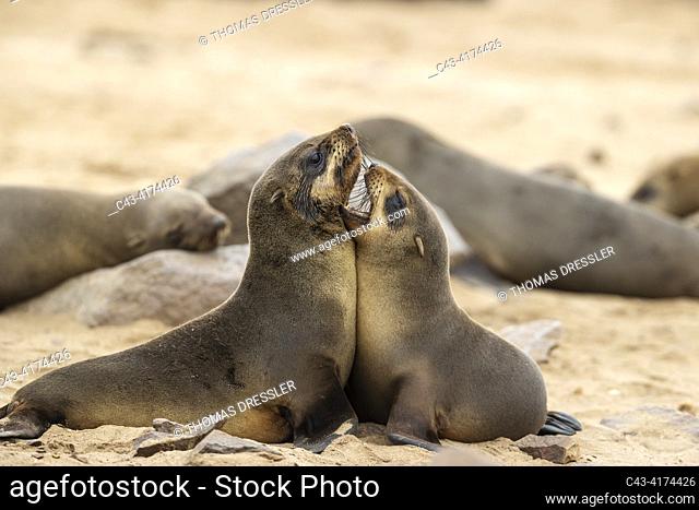 Cape Fur Seal (Arctocephalus pusillus). Two young quarrelling. Cape Cross Seal Reserve, Skeleton Coast, Dorob National Park, Namibia