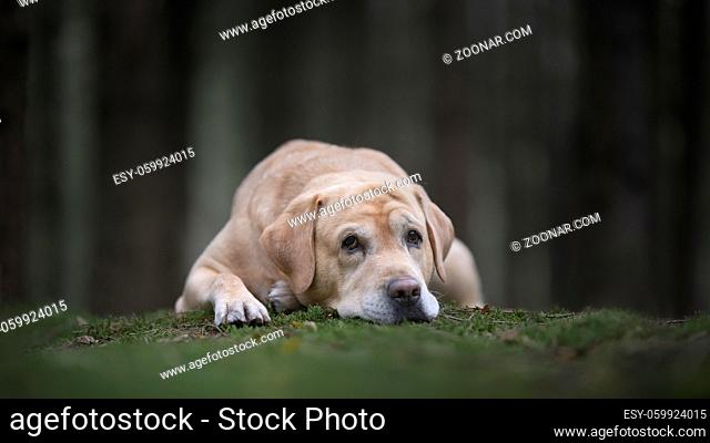 Pretty yellow labrador retriever lying down with its head on the moss looking at the camera in a dark forest with trees in the background