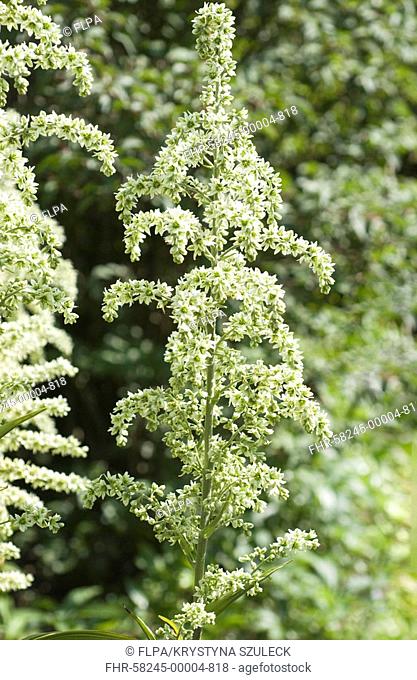 White False Helleborine Veratrum album flowering in garden, England, summer