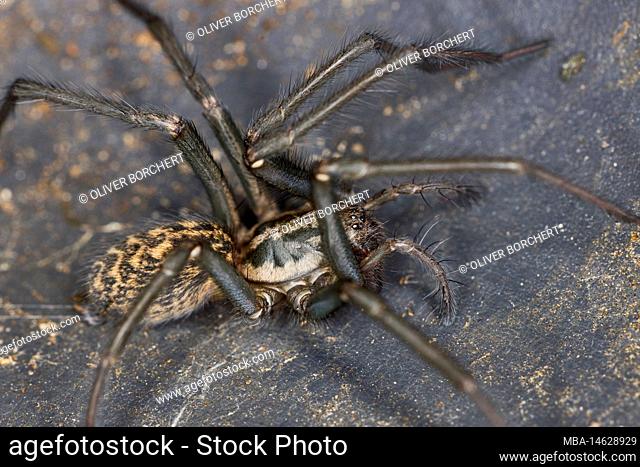 Spider, giant house spider