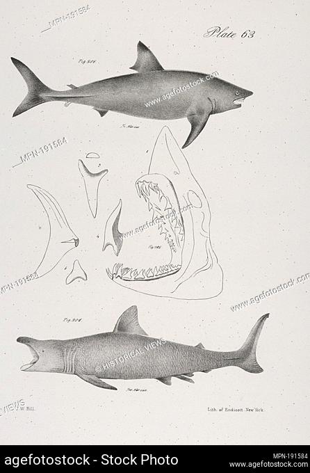 206. The Mackerel Porbeagle (Lamna punctata). 207. 1, Head of the Same; 2, Tail; 3, Front tooth of the upper jaw; 4, do of the lower jaw; 5, a lateral tooth