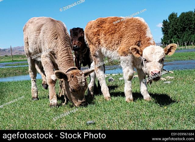 calf grazes in a green meadow