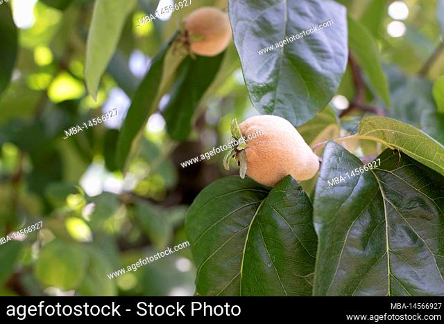 Pears, fruit growing area, Algund, South Tyrol, Italy