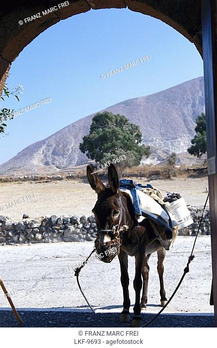 Donkey, Messa Gonia, Santorin, Kykladen, Greece