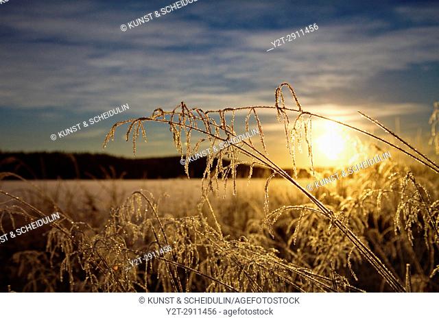 Frost covered withered grasses are illuminated by low winter sun. Bredbyn, Västernorrland, Sweden