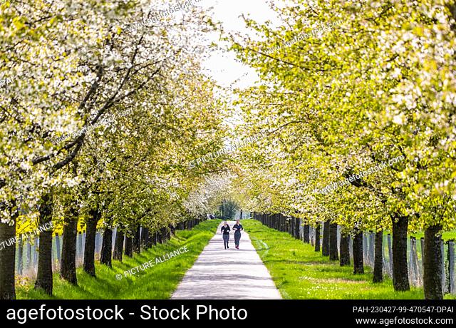 27 April 2023, Baden-Württemberg, Stuttgart: Two young women are jogging through a flowering avenue of trees in beautiful weather