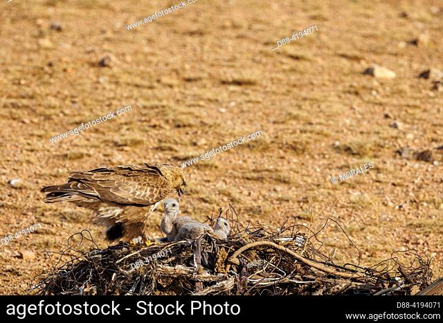 Asia, Mongolia, Eastern Mongolia, Steppe, Upland Buzzard (Buteo hemilasius), ground nest, debris piles of any kind
