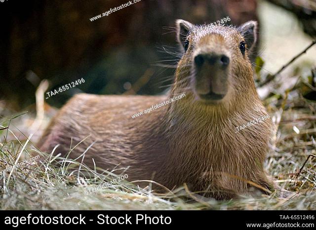 RUSSIA, ST PETERSBURG - NOVEMBER 1, 2023: A capybara pup is seen at the Leningrad Zoo. On September 25, 2023, a capybara couple, Yermak and Kaisa