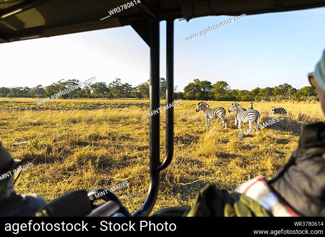 Passengers in a safari jeep watching a small group of zebra grazing