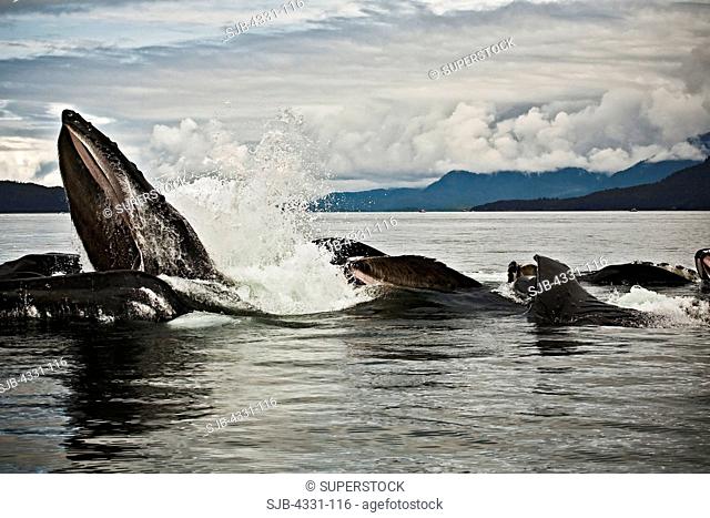 A large group of humpback whales flashes out of the water with mouths wide open. Every summer off the coast of southeast Alaska, humpback whales come to feed