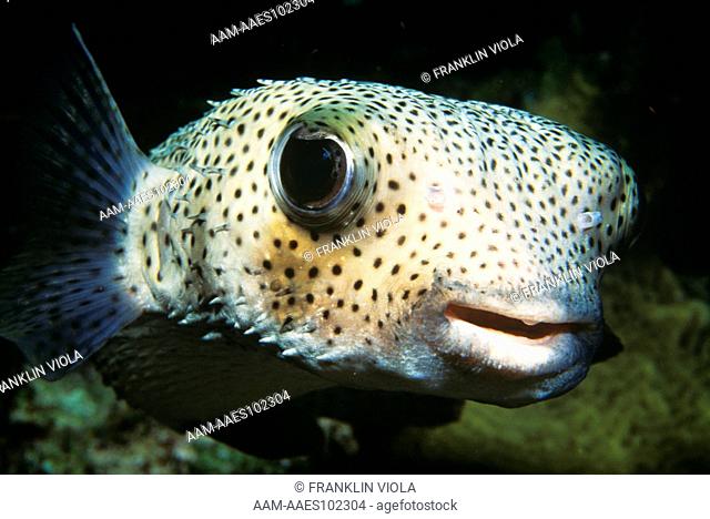 Porcupinefish (Diodon hystrix), spines lowered, not inflated, Caribbean