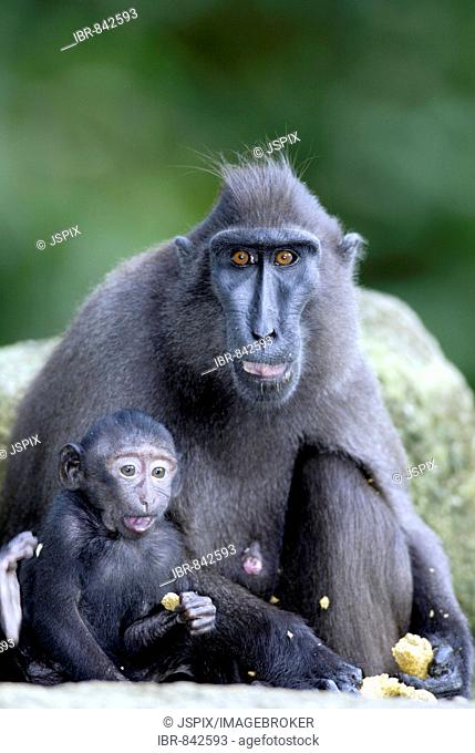 Celebes Crested Macaque or Crested Black Macaque (Macaca nigra), adult female feeding with an infant, native to Borneo, Celebes