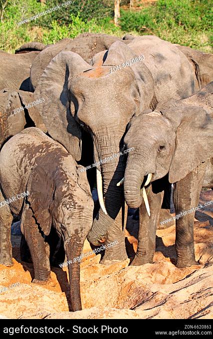 Elefanten im Flussbett, Kruger Nationalpark, Südafrika; african elephants in a river bed, south africa