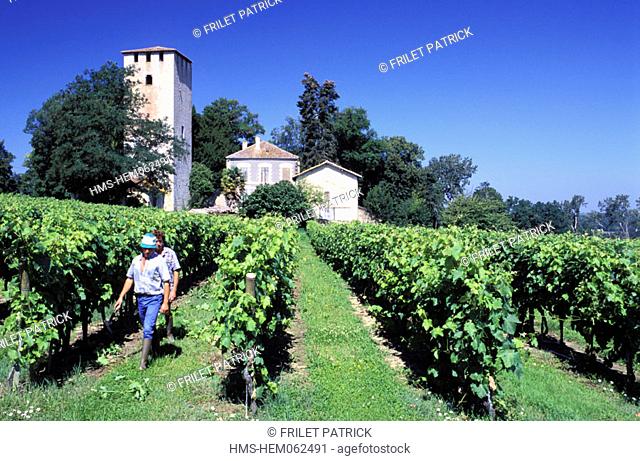 France, Gers (32), vineyard near Lamothe tower