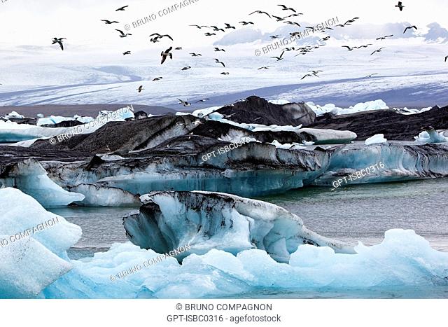 FLIGHT OF SEAGULLS OVER THE ICEBERGS ON LAKE JOKULSARLON, AN EXTENSION OF THE VATNAJOKULL GLACIER OR GLACIER OF LAKES, THE LARGEST ICECAP IN ICELAND