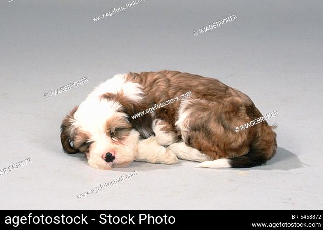 Tibetan Terrier, puppy, 9 weeks