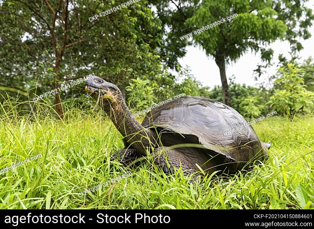The most biggest turtle in the world. Galapagos giant tortoise, Chelonoidis niger. Galapagos Islands. Santa Cruz island. (CTK Photo/Ondrej Zaruba)