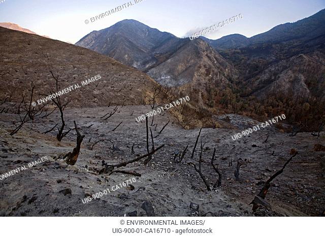 Scorched earth and burnt trees. Scorched earth and burnt trees along Big Tujunga Canyon road from Station fire in September, 2009
