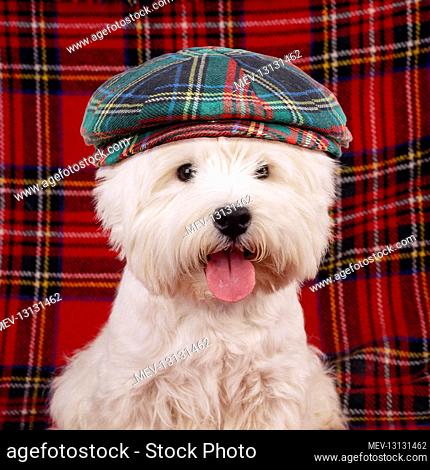 West Highland White Terrier Dog - puppy wearing tartan hat