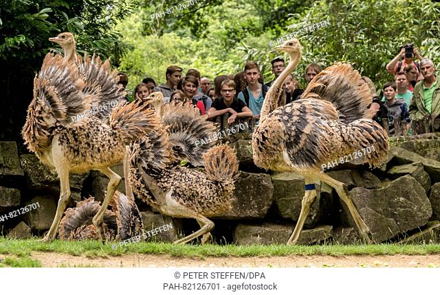 Young North African ostriches run through their enclosure at the zoo in Hanover,  Germany, 05 July 2016. The North African ostrich is threatened with extinction