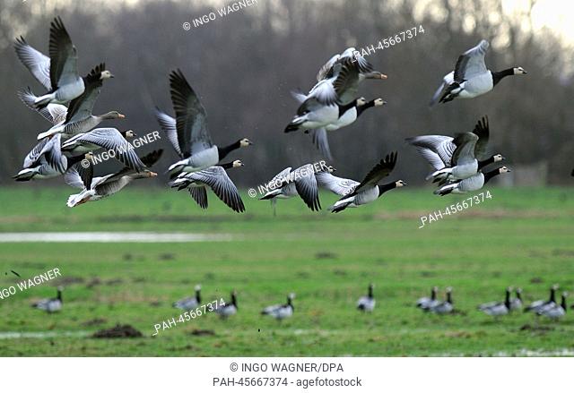 Barnacle geese fly over the Rheiderland region near Jemgum, Germany, 10 January 2014. Due to increasingly mild winter weather the animals begin to settle in...