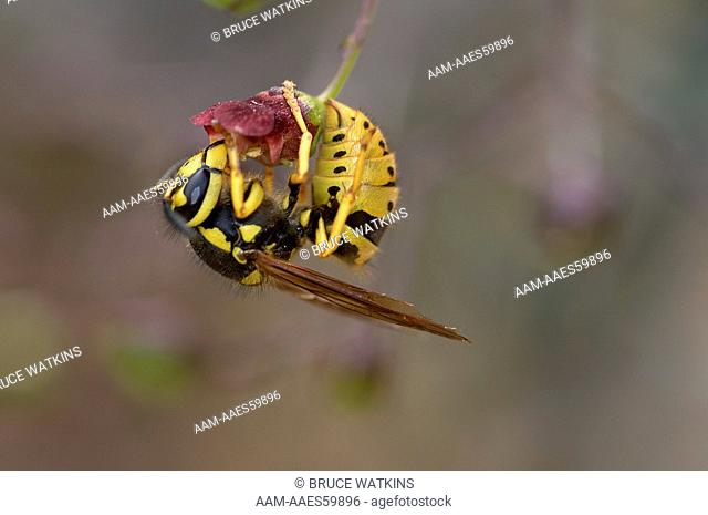 Western Yellow jacket, AKA Western Yellowjacket (Vespula pensylvanica) feeding on Bee-plant (Scrophularia californica) Hardy Canyon trail