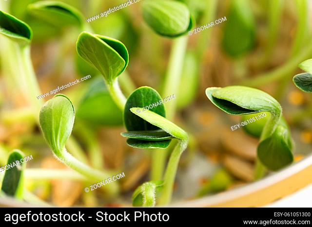 Pumpkin microgreens. Sprouting Microgreens. Seed Germination at home. Vegan and healthy eating concept. Sprouted pepita Seeds, Micro greens