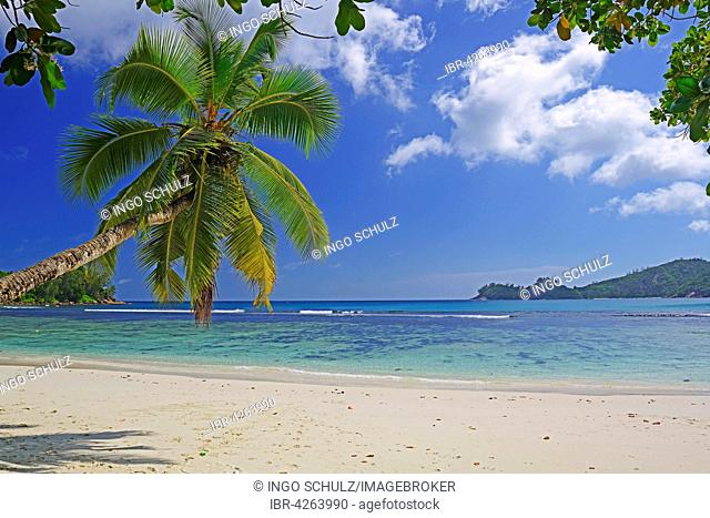 Overhanging coconut palm, beautiful bay of Baie Lazare, Mahe Island, West Coast, Seychelles