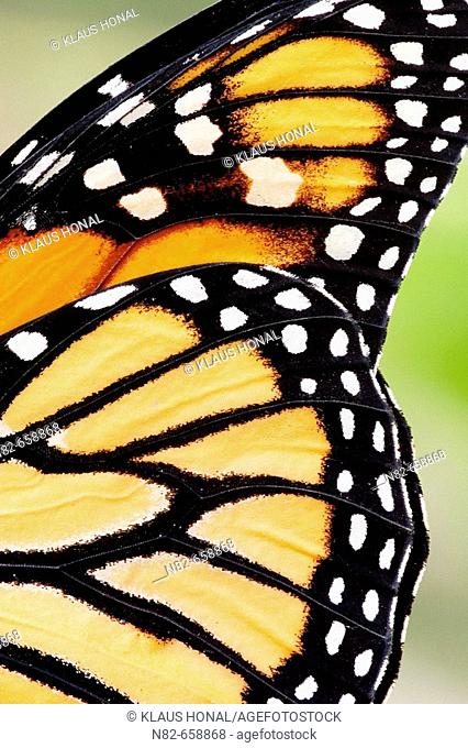Wing of Monarch Butterfly (Danaus plexippus), close-up