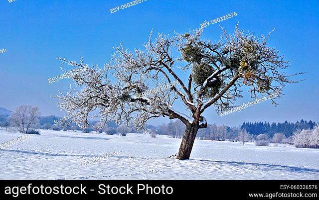 Apfelbaum mit Misteln in Raureiflandschaft, Apple tree with mistletoe in hoarfrosst landscape