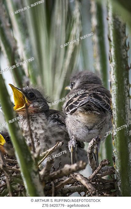Florida mockingbird chicks in their nest crying to be fed. Nest is nestled in a Florida Chinesese fan palm tree (Livistona chinensis)