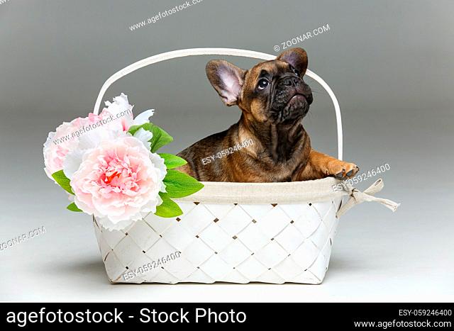 beautiful little French bulldog puppy dog sitting in basket isolated on white. 2 months old. copy space