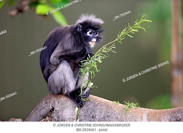 Dusky Leaf Monkey or Southern Langur (Trachypithecus obscurus), adult on tree holding food, native to Asia, Singapore