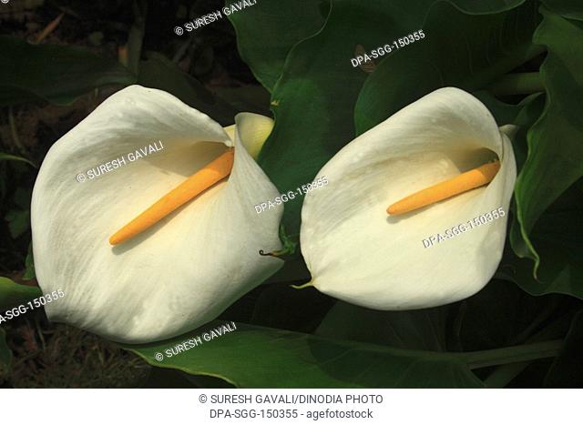 Flowers , Lily of nile , Calla Lily